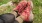 a persons feet with shoes on in a field