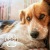 We're a pet-friendly community